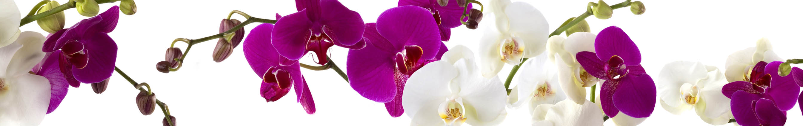 Крупные цветки орхидеи фиолетового цвета на скинали