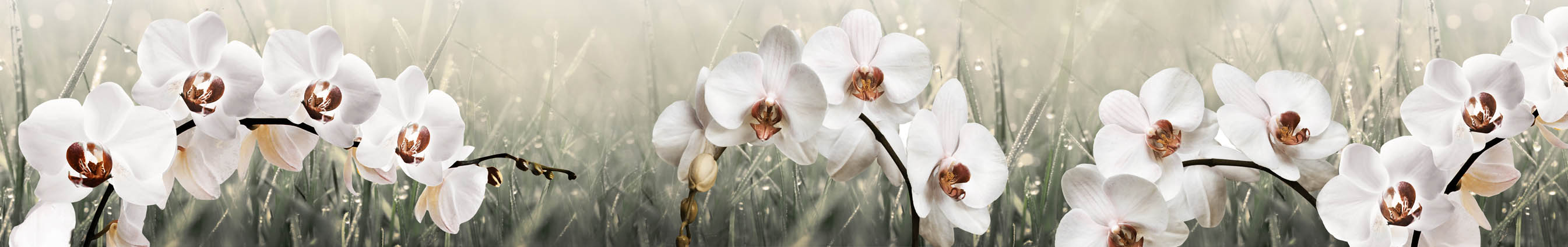 Скинали орхидеи на сером фоне